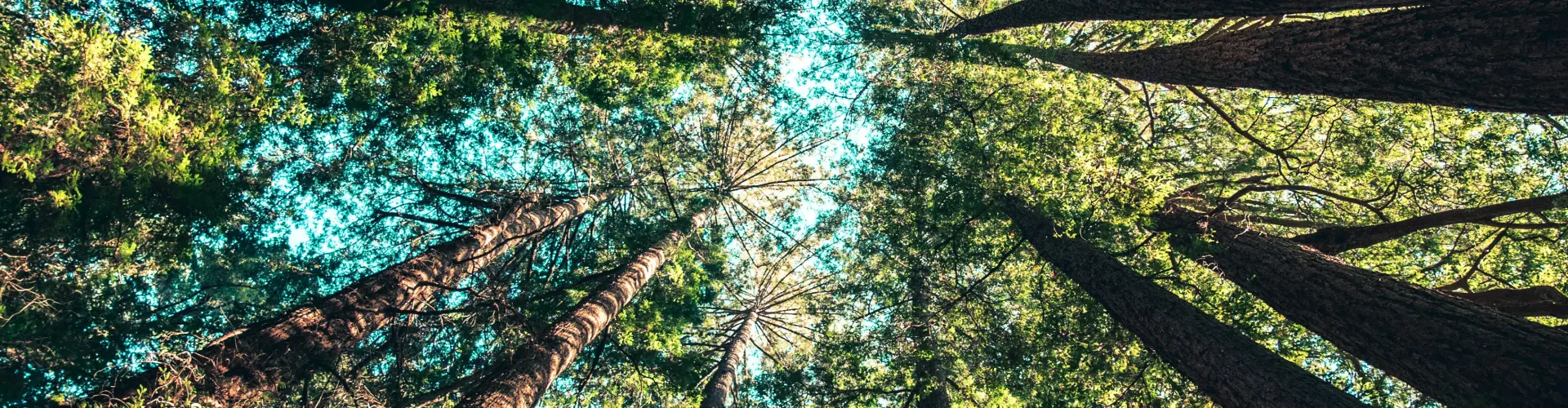 Gaias Umarmung – Energieheilung - Online Class by Ismene Manakas